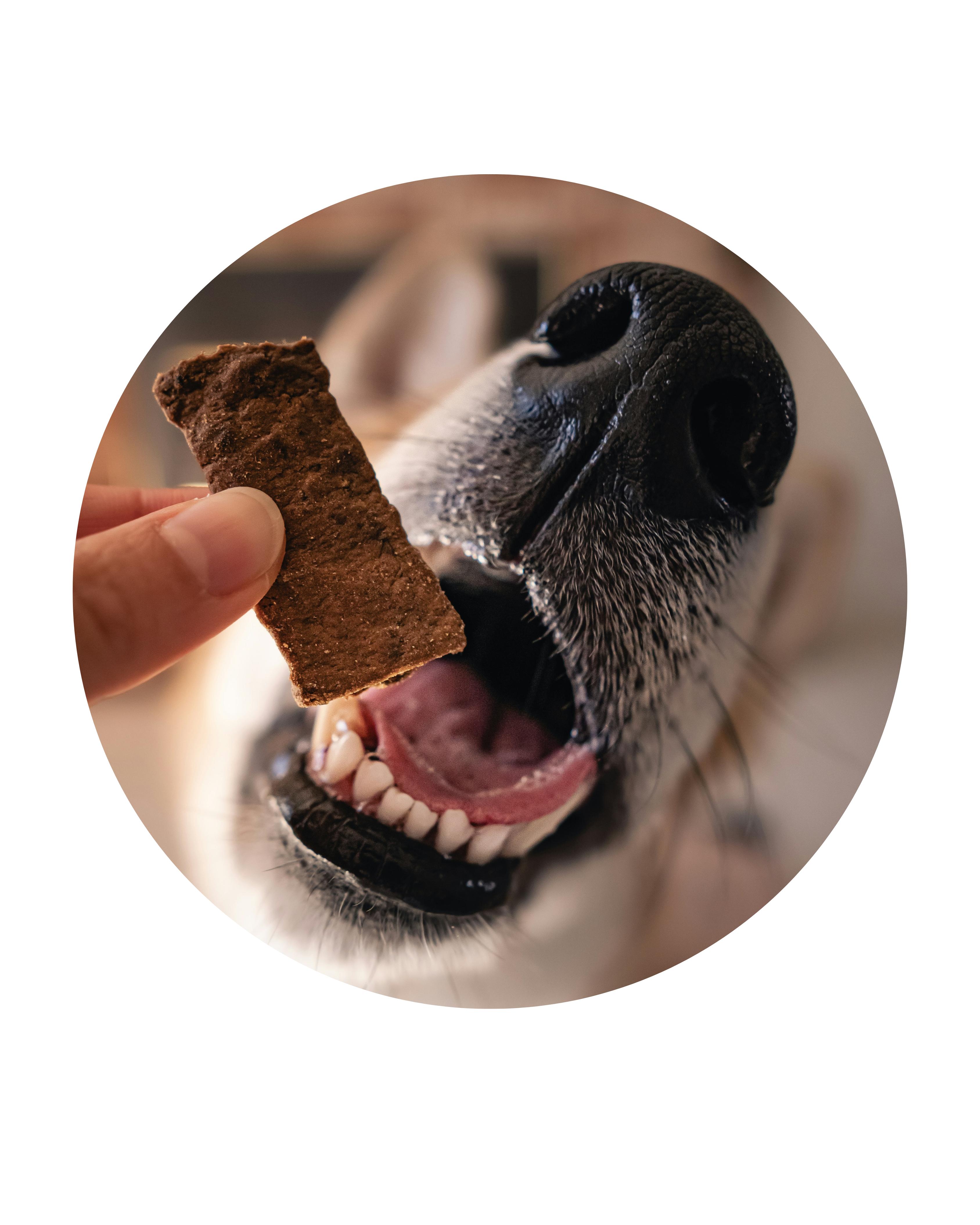 Cuencos y accesorios